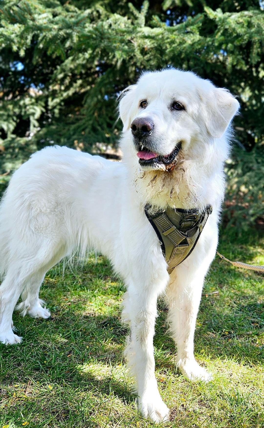 Angel, an adoptable Great Pyrenees in Hamilton, MT, 59840 | Photo Image 1