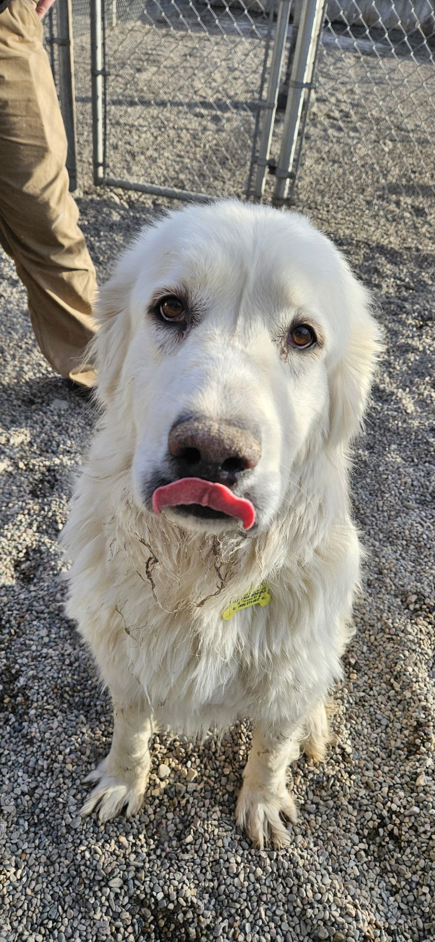 Angel, an adoptable Great Pyrenees in Hamilton, MT, 59840 | Photo Image 2