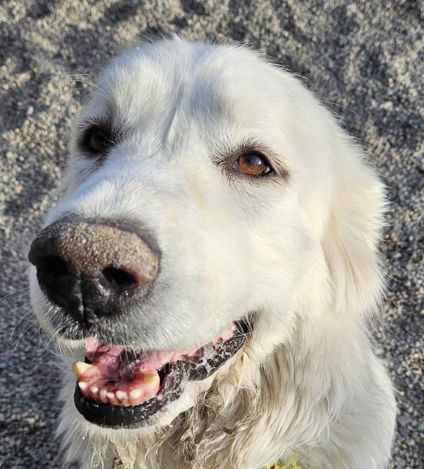 Angel, an adoptable Great Pyrenees in Hamilton, MT, 59840 | Photo Image 2