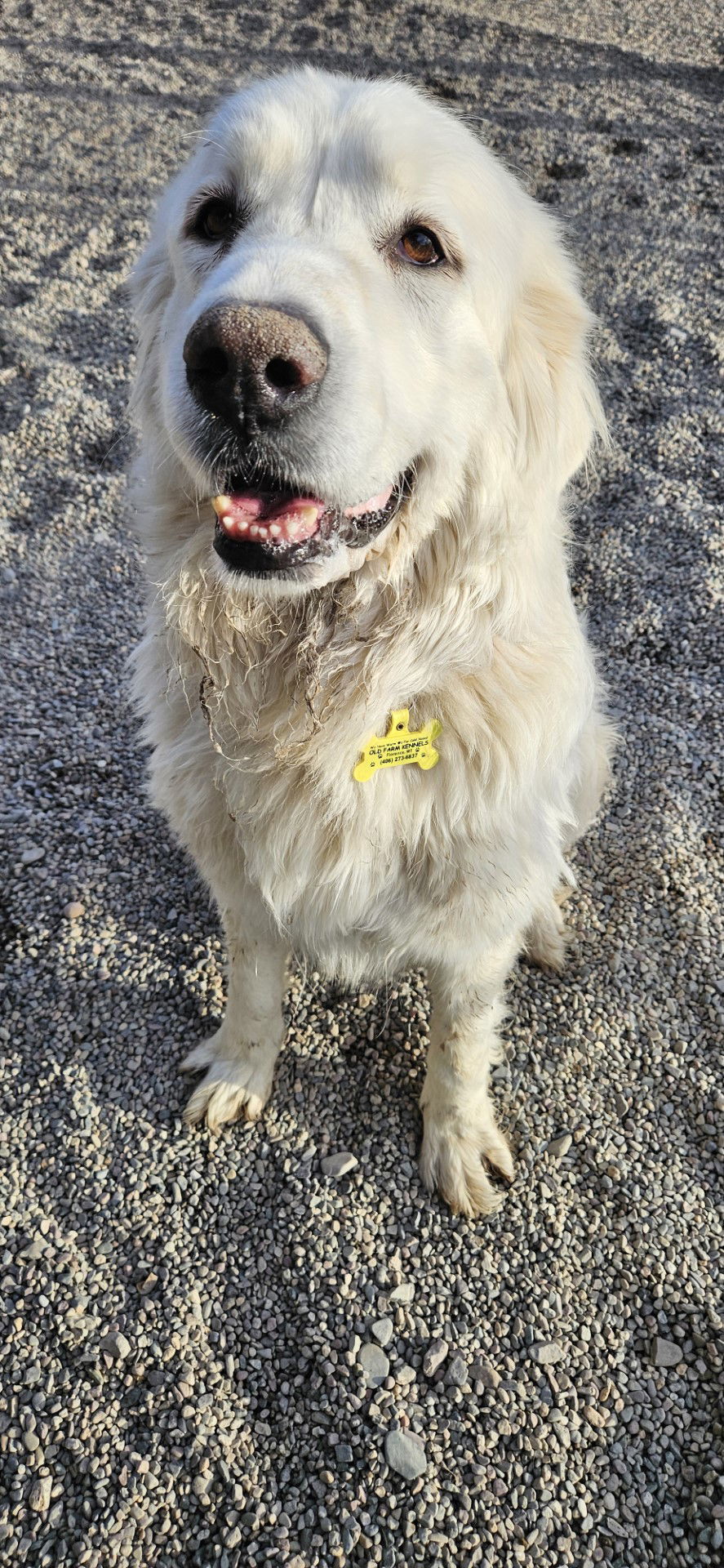 Angel, an adoptable Great Pyrenees in Hamilton, MT, 59840 | Photo Image 3