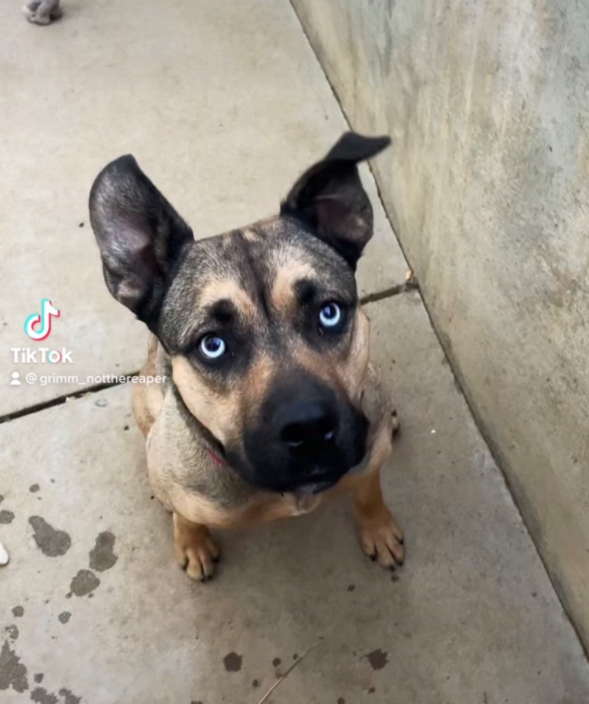 Tesla, an adoptable Husky, Belgian Shepherd / Malinois in Reno, NV, 89704 | Photo Image 1