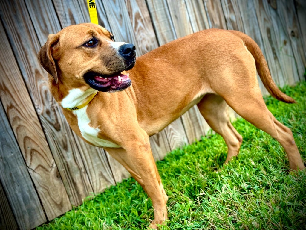 Petra, an adoptable Terrier in Henderson, KY, 42420 | Photo Image 1