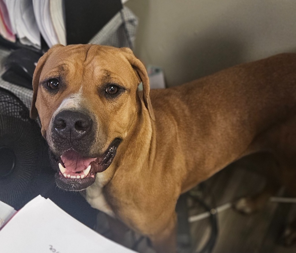 Petra, an adoptable Terrier in Henderson, KY, 42420 | Photo Image 2