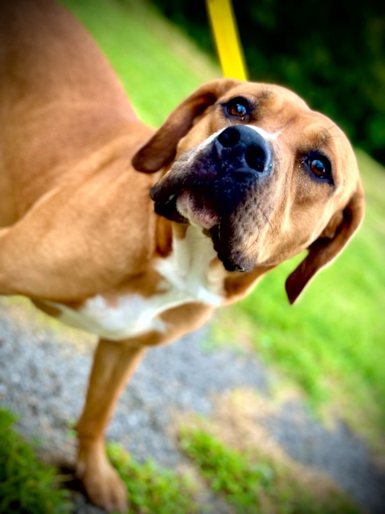 Petra, an adoptable Terrier in Henderson, KY, 42420 | Photo Image 3
