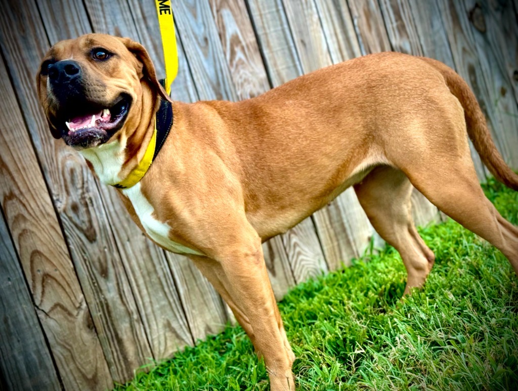 Petra, an adoptable Terrier in Henderson, KY, 42420 | Photo Image 4