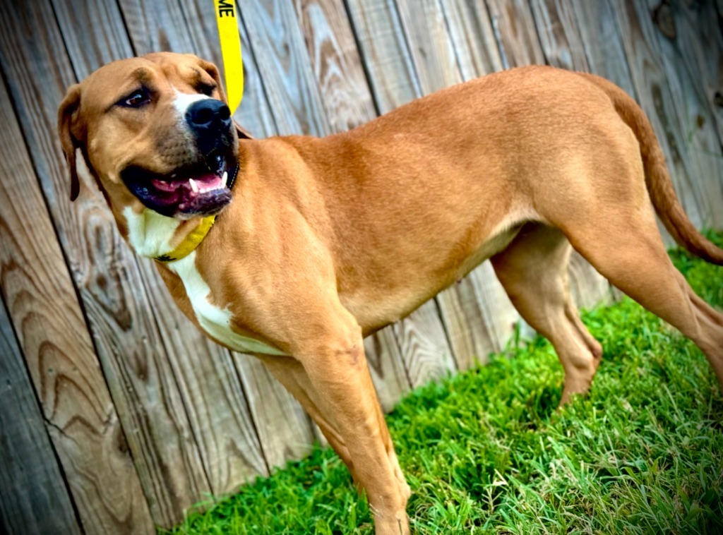 Petra, an adoptable Terrier in Henderson, KY, 42420 | Photo Image 5