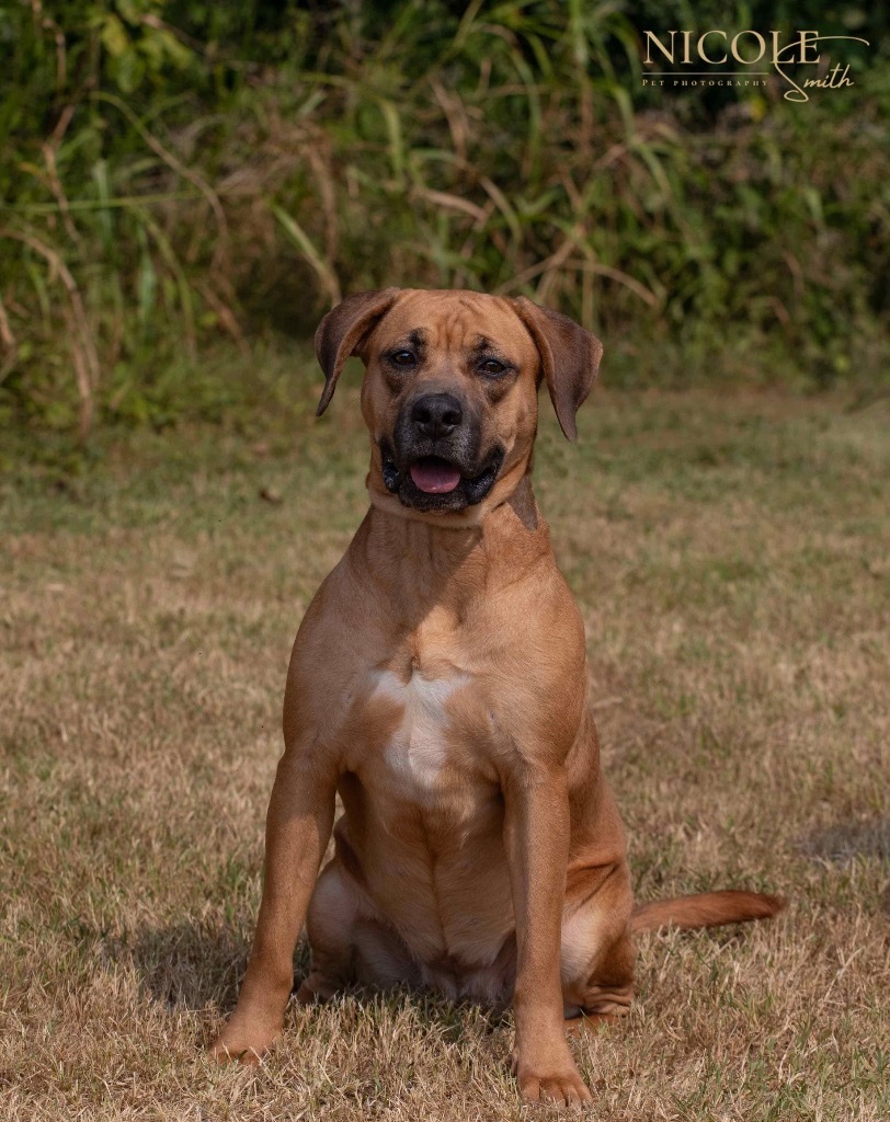 Patra, an adoptable Terrier in Henderson, KY, 42420 | Photo Image 1