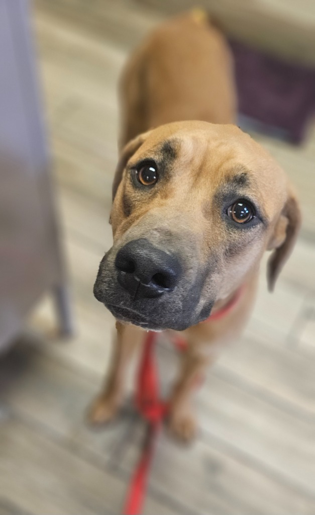 Patra, an adoptable Terrier in Henderson, KY, 42420 | Photo Image 2