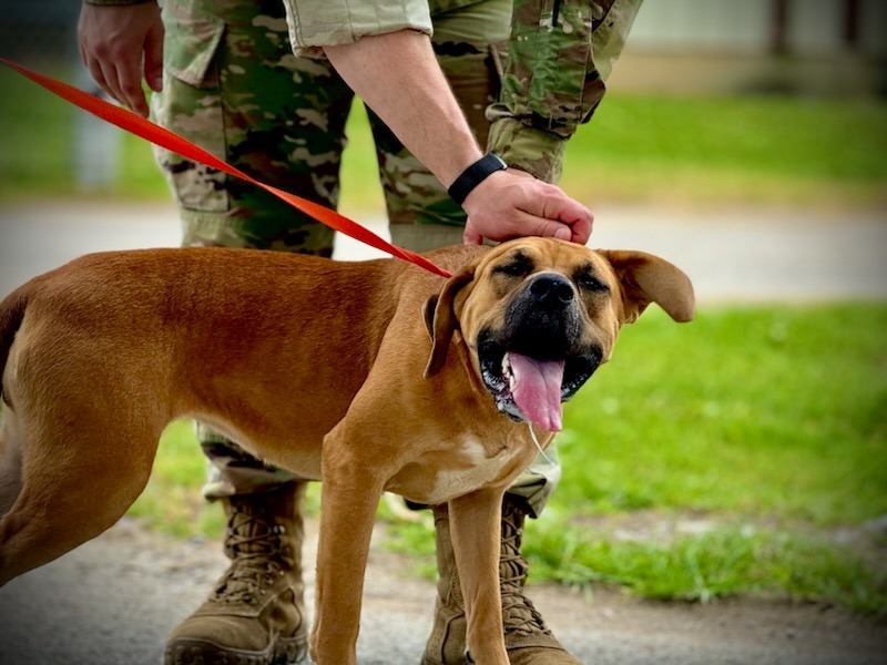 Patra, an adoptable Terrier in Henderson, KY, 42420 | Photo Image 3