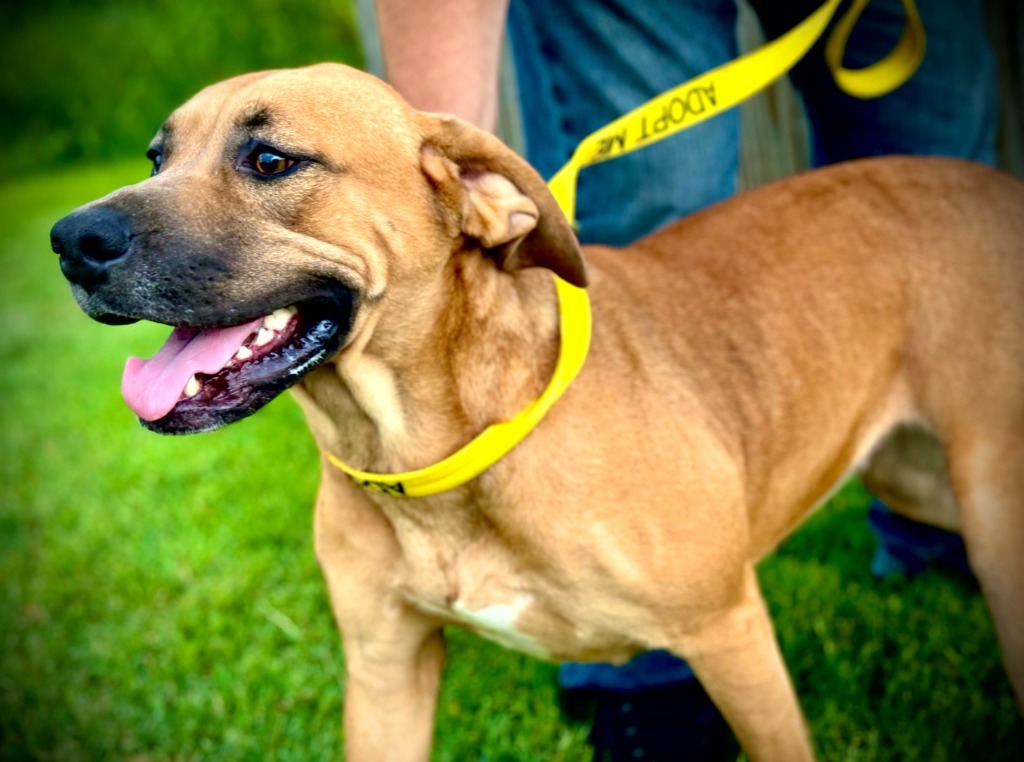 Patra, an adoptable Terrier in Henderson, KY, 42420 | Photo Image 4