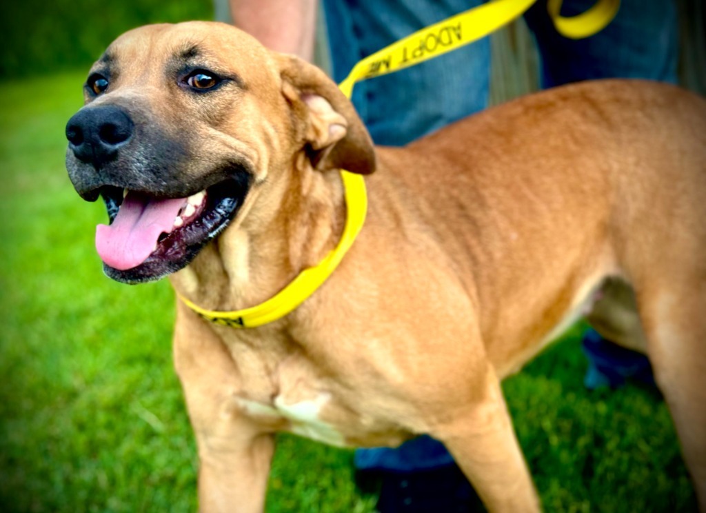 Patra, an adoptable Terrier in Henderson, KY, 42420 | Photo Image 4