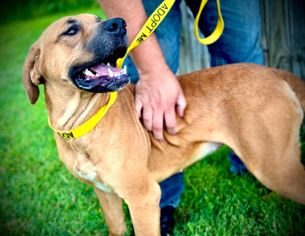Patra, an adoptable Terrier in Henderson, KY, 42420 | Photo Image 5