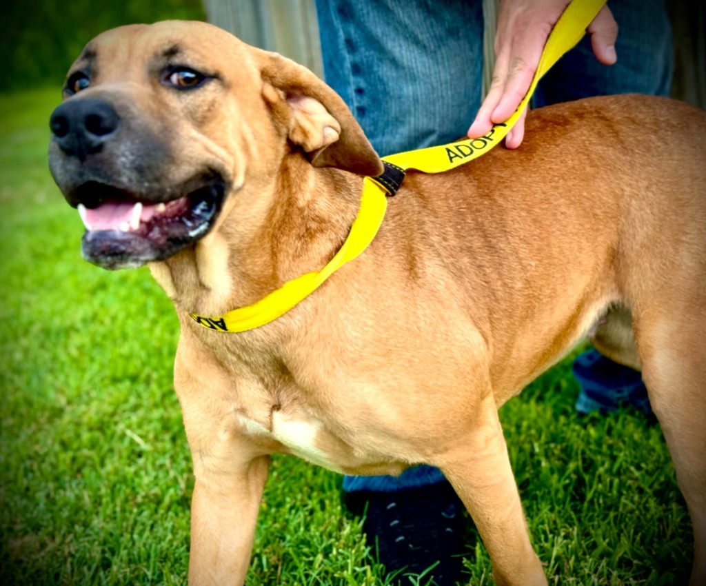 Patra, an adoptable Terrier in Henderson, KY, 42420 | Photo Image 6