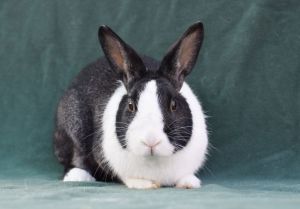Maggie (#3), Adult Female Dutch
