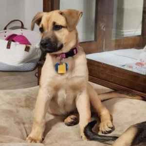 Miss Piggy is very sweet and playful Shepherd mix She does wonderful with kids 