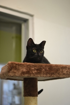 Age 7 months Personality Hilly is a sweet and sensitive cat who is looking for a patient and under