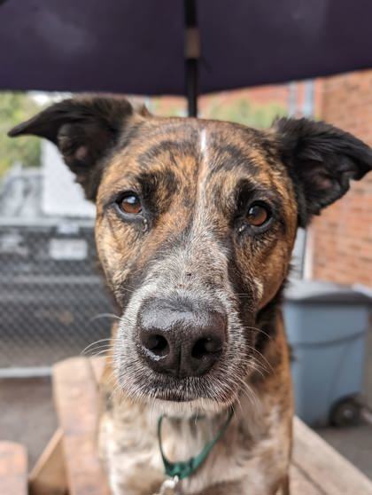 Lilo, an adoptable Mixed Breed in Montreal, QC, H4P 1X4 | Photo Image 3