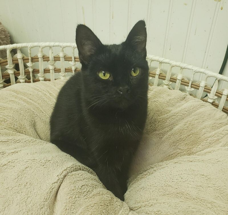 Sable