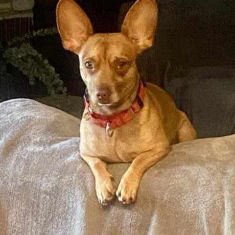 Dog for adoption - Chaco, a Chihuahua Mix in Wichita, KS | Petfinder