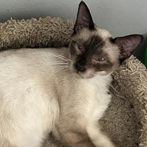 DJ, an adoptable Siamese, Domestic Short Hair in Brawley, CA, 92227 | Photo Image 1