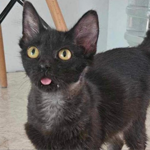 Baby, an adoptable Domestic Medium Hair in Brawley, CA, 92227 | Photo Image 1