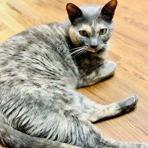 Dorithea Domestic Short Hair Cat