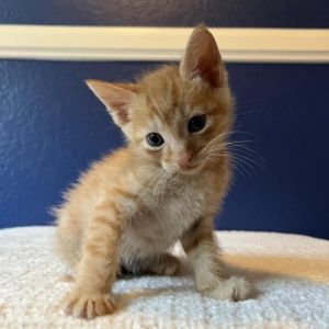Cinnamon Domestic Short Hair Cat