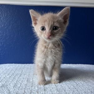 ADOPT GINGER Ginger is a pint-sized bundle of joy wrapped in a vibrant orange coat This little gu