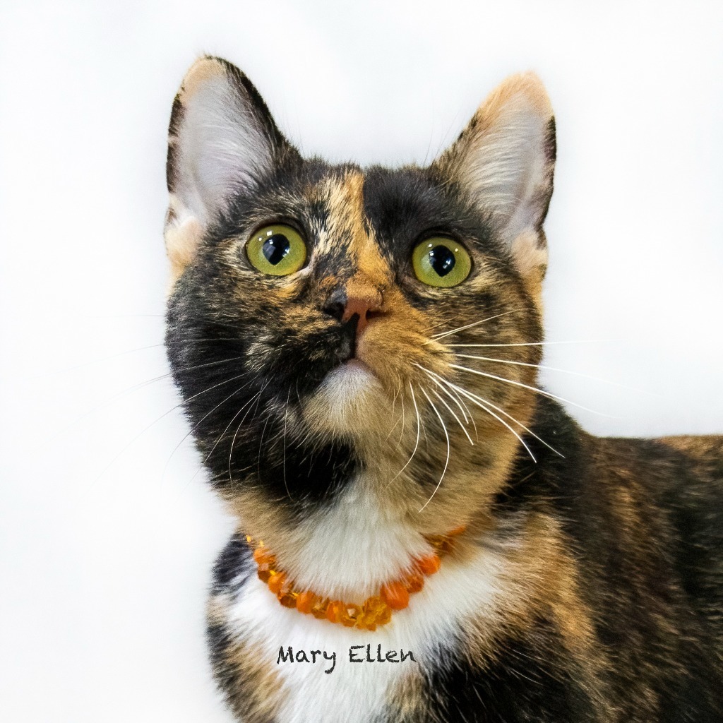 Mary Ellen, an adoptable Domestic Short Hair in Hot Springs Village, AR, 71909 | Photo Image 1