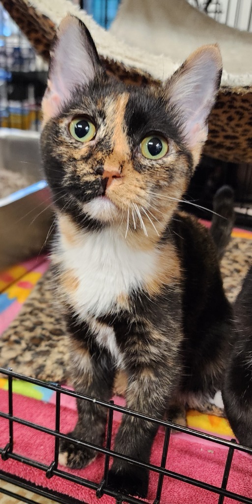 Mary Ellen, an adoptable Domestic Short Hair in Hot Springs Village, AR, 71909 | Photo Image 2