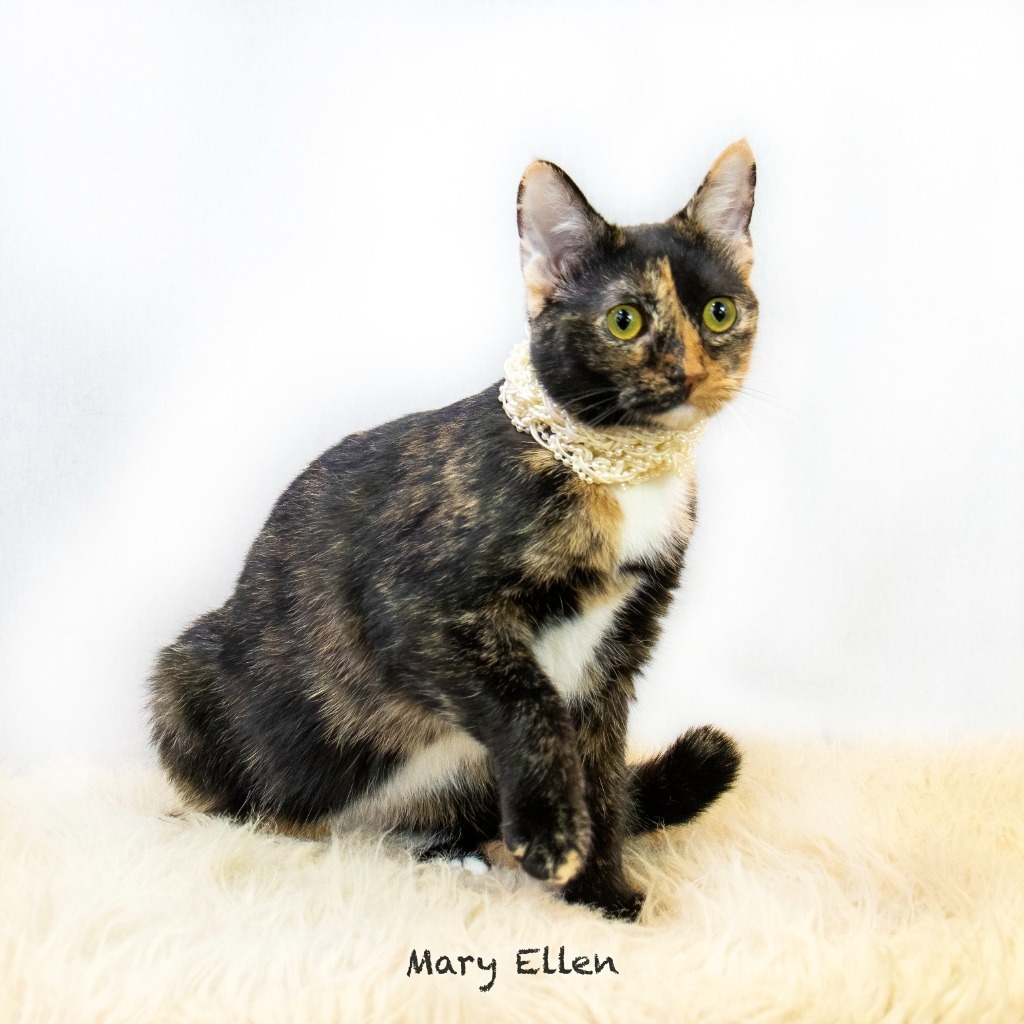 Mary Ellen, an adoptable Domestic Short Hair in Hot Springs Village, AR, 71909 | Photo Image 3