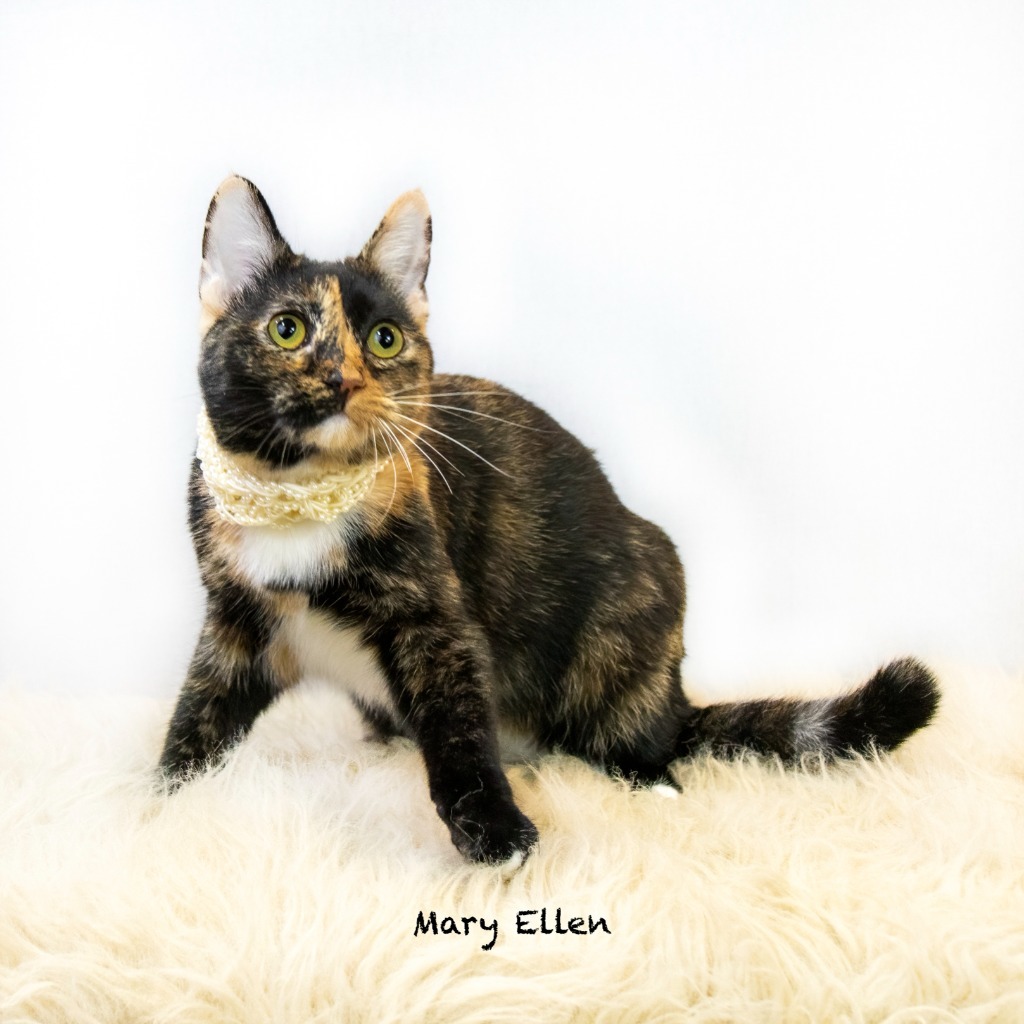 Mary Ellen, an adoptable Domestic Short Hair in Hot Springs Village, AR, 71909 | Photo Image 4