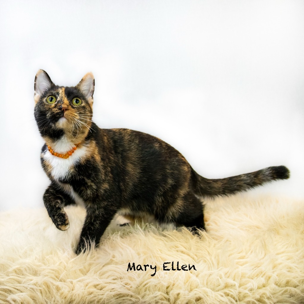 Mary Ellen, an adoptable Domestic Short Hair in Hot Springs Village, AR, 71909 | Photo Image 5