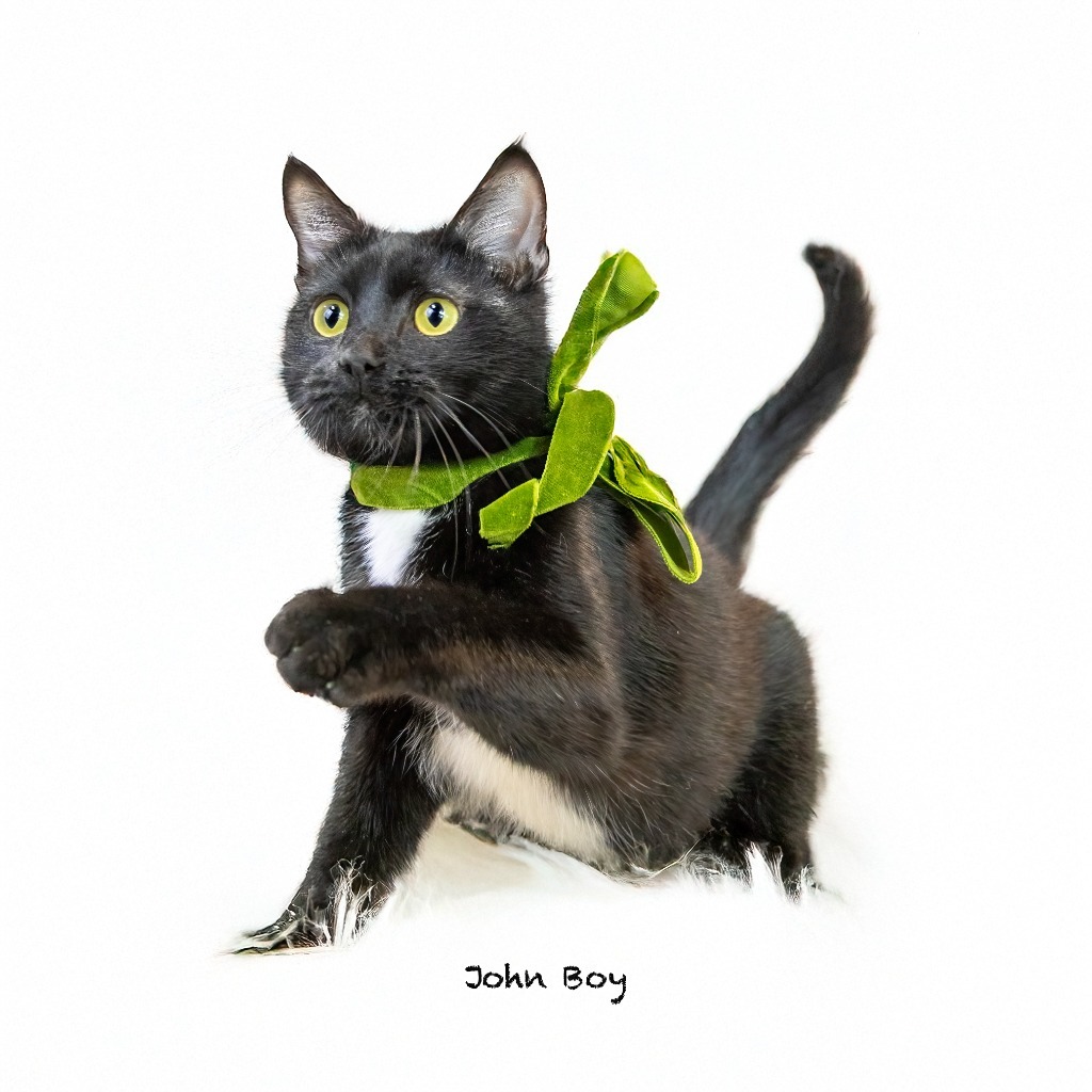 John Boy, an adoptable Domestic Long Hair in Hot Springs Village, AR, 71909 | Photo Image 1