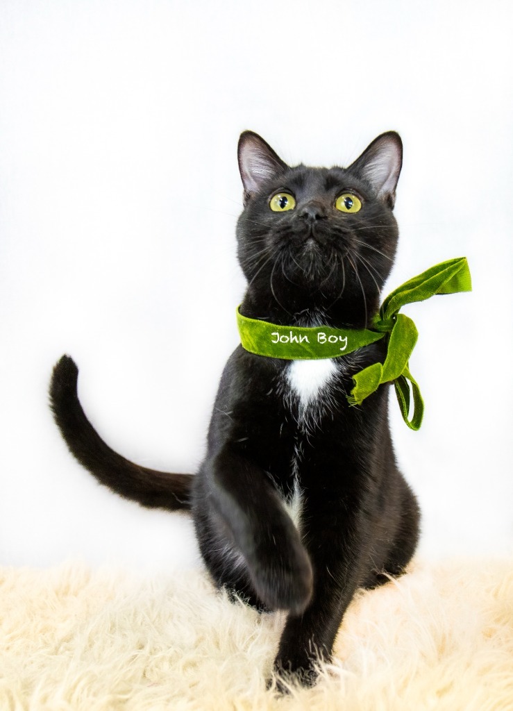 John Boy, an adoptable Domestic Long Hair in Hot Springs Village, AR, 71909 | Photo Image 2