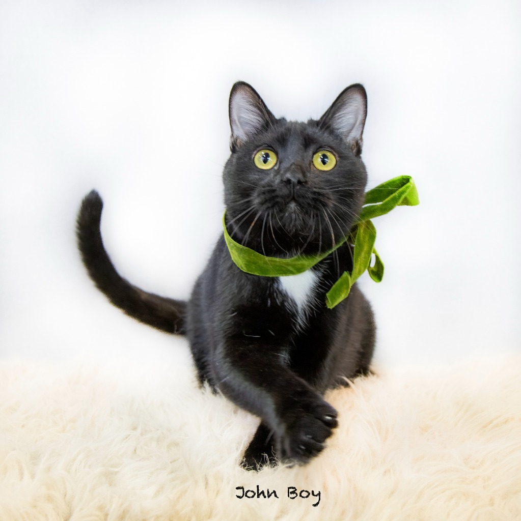 John Boy, an adoptable Domestic Long Hair in Hot Springs Village, AR, 71909 | Photo Image 3