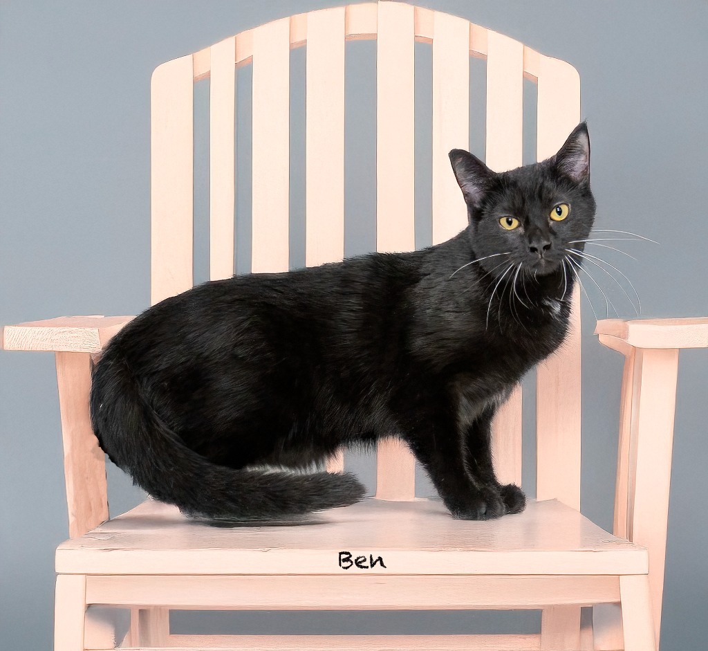 Ben, an adoptable Domestic Short Hair in Hot Springs Village, AR, 71909 | Photo Image 1