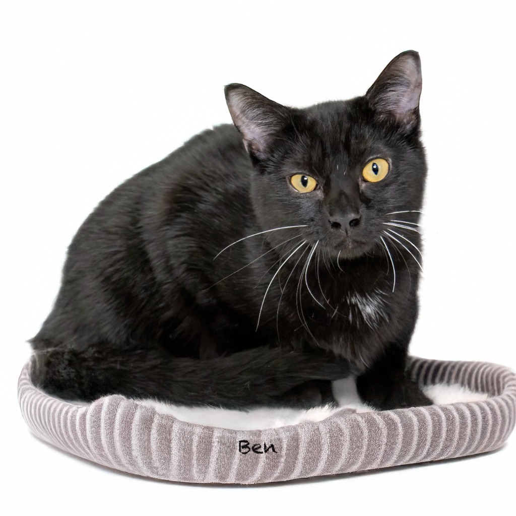 Ben, an adoptable Domestic Short Hair in Hot Springs Village, AR, 71909 | Photo Image 1