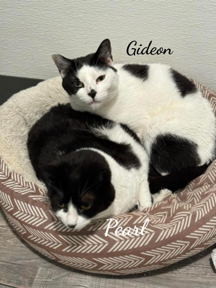 Gideon & Pearl 1