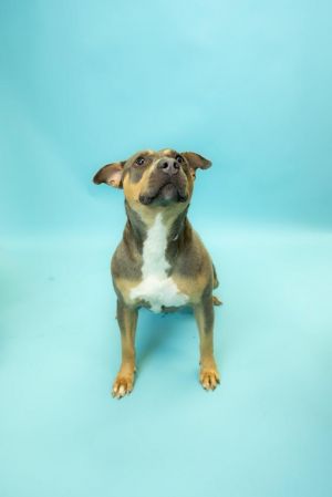 Sake, Adult Male Mixed Breed
