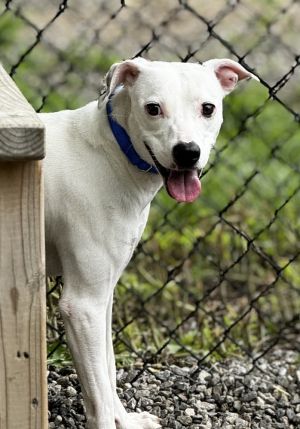 Kabocha Terrier Dog