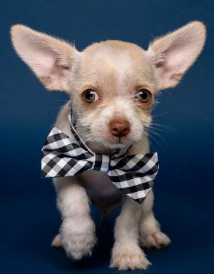 Candy: Kit Kat Yorkshire Terrier Dog