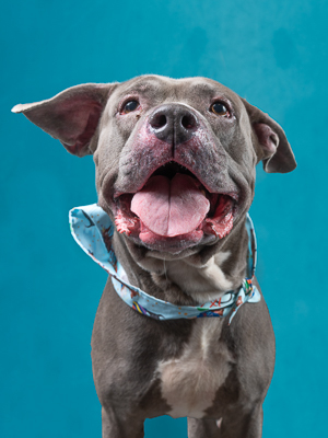 Smiley aka Smile Lee Smiles The canine is the perfect blend of a people pleasing pittie and hard 