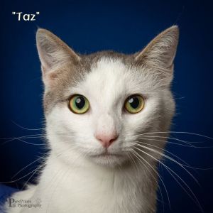 Taz Domestic Short Hair Cat