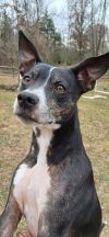 Trixie photo 1