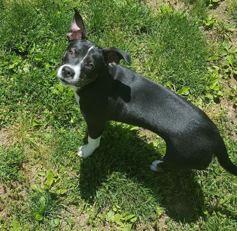 Trixie