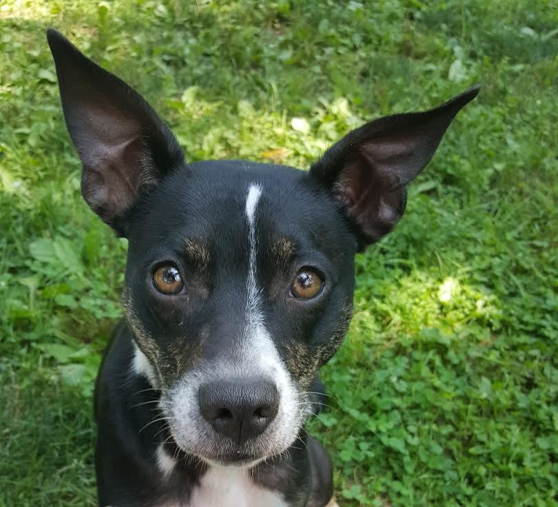 Trixie