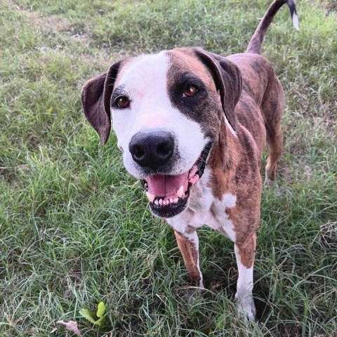 Red, an adoptable Boxer, Hound in Wadena, MN, 56482 | Photo Image 1