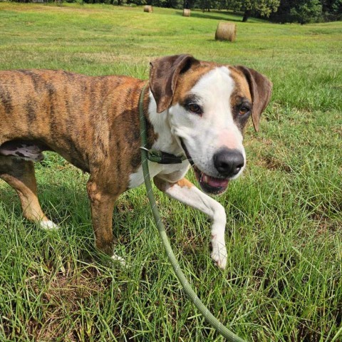 Red, an adoptable Boxer, Hound in Wadena, MN, 56482 | Photo Image 2