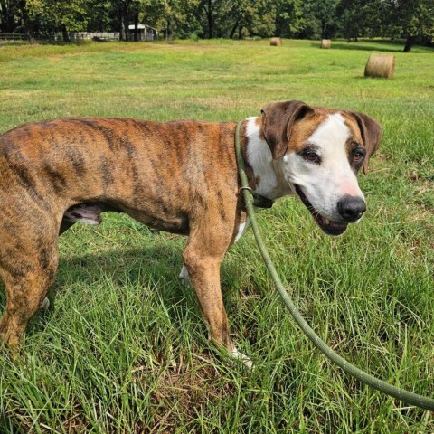 Red, an adoptable Boxer, Hound in Wadena, MN, 56482 | Photo Image 3